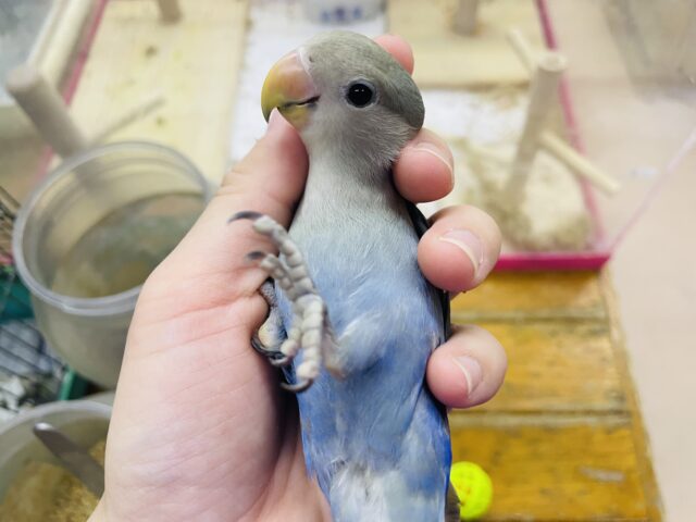 コザクラインコ（小桜インコ）