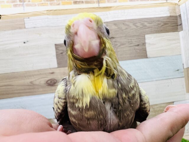 オカメインコ