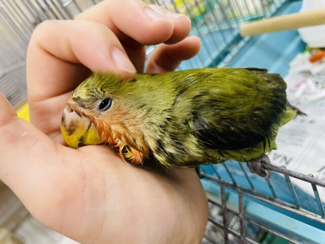 コザクラインコ（小桜インコ）