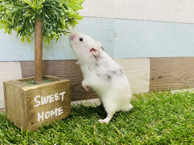 ゴールデンハムスター