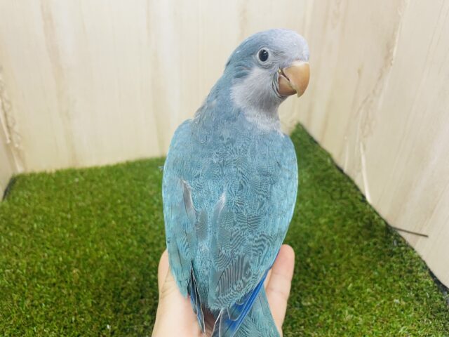 オキナインコ