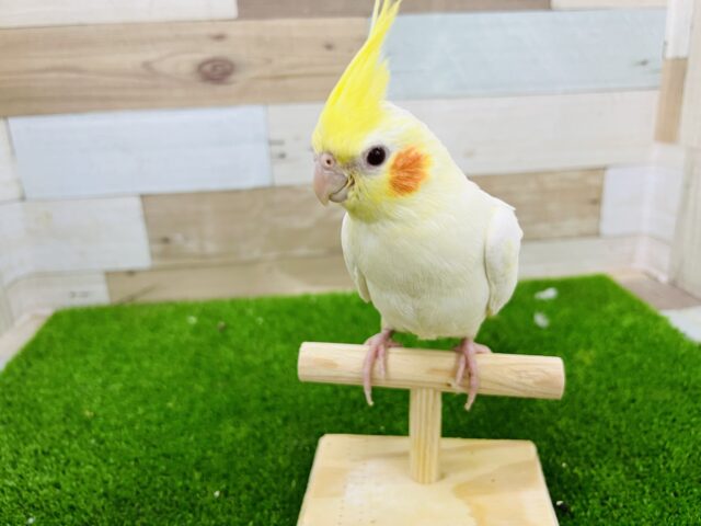 オカメインコ