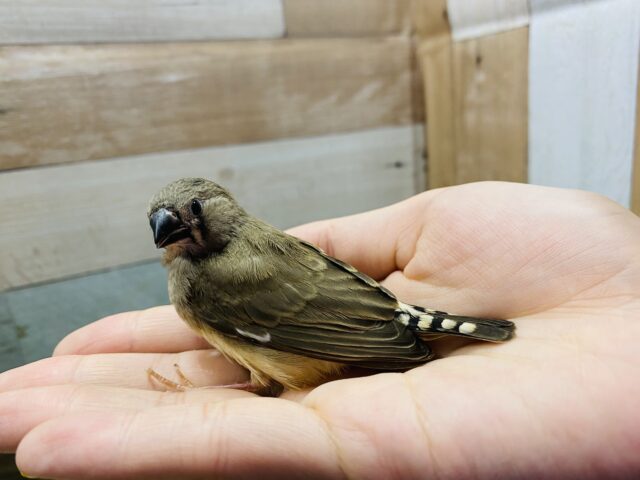 錦花鳥（キンカチョウ）