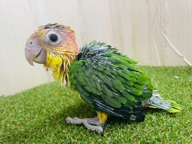 シロハラインコ