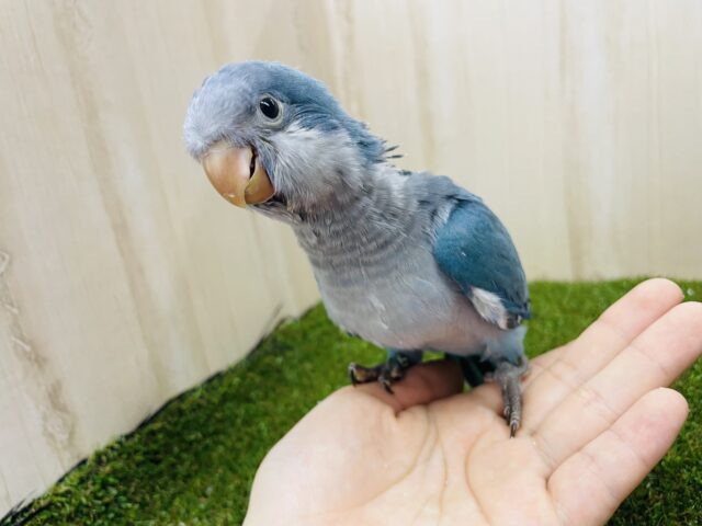 オキナインコ