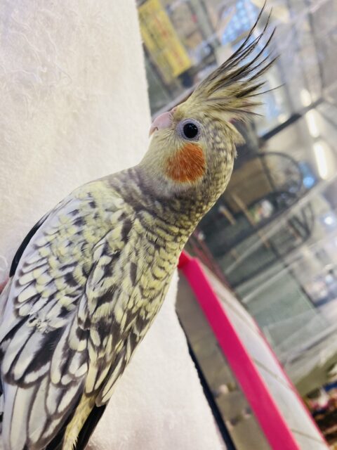 オカメインコ