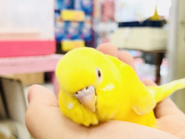 セキセイインコ