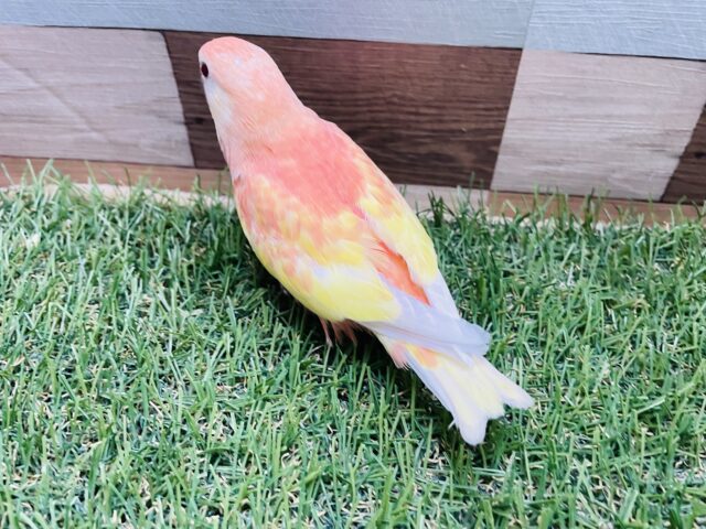 アキクサインコ（秋草インコ）