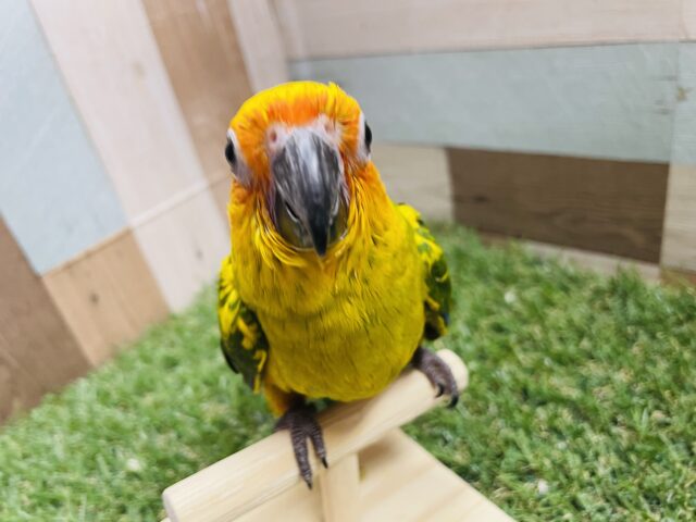 コガネメキシコインコ