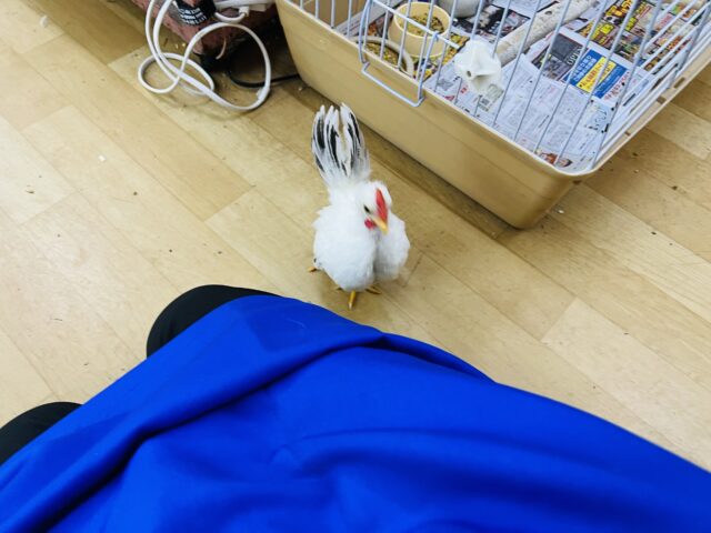 動画更新❤懐っこすぎるカツラチャボ〜♡ぷるん♡ 桂チャボ(カツラチャボ)