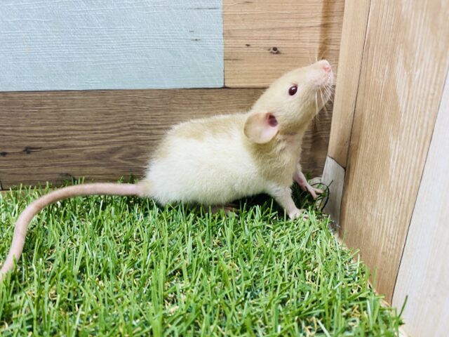 ファンシーラット