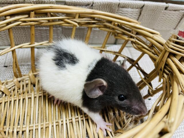 ファンシーラット