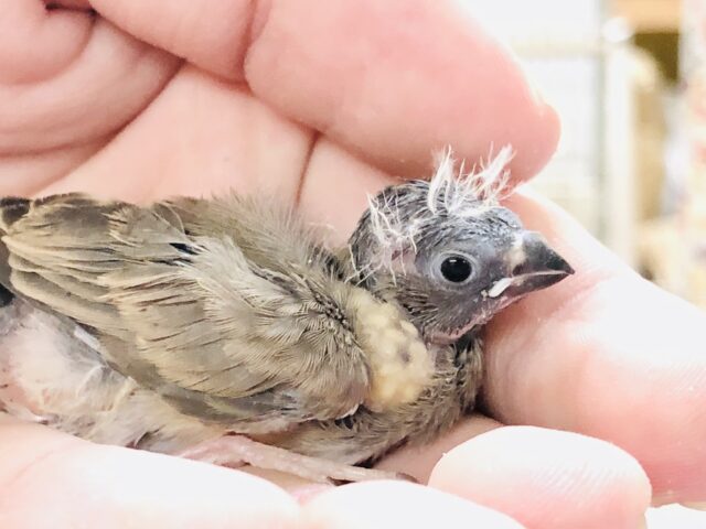 錦花鳥（キンカチョウ）