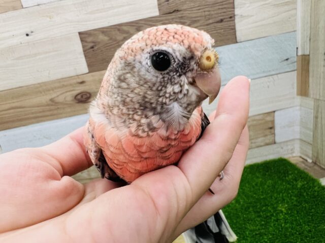 アキクサインコ（秋草インコ）