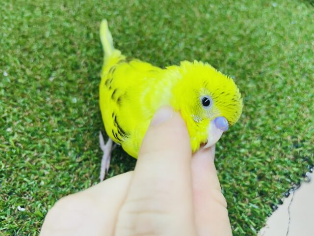 セキセイインコ