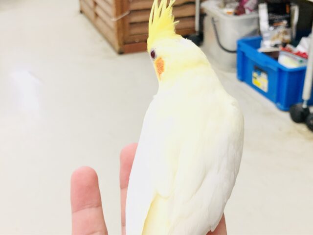 オカメインコ