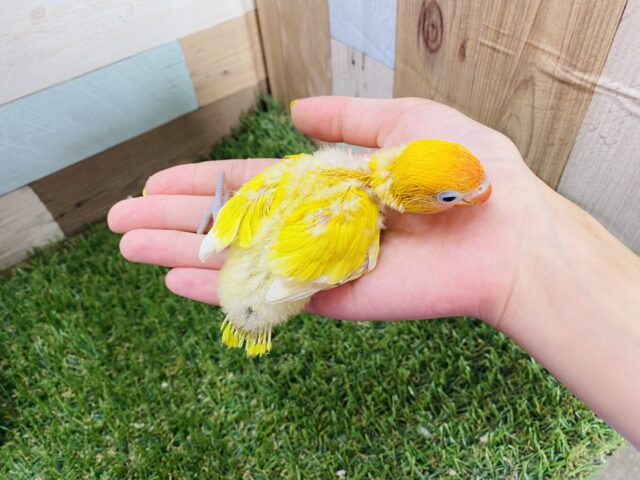 ヤマブキボタンインコ
