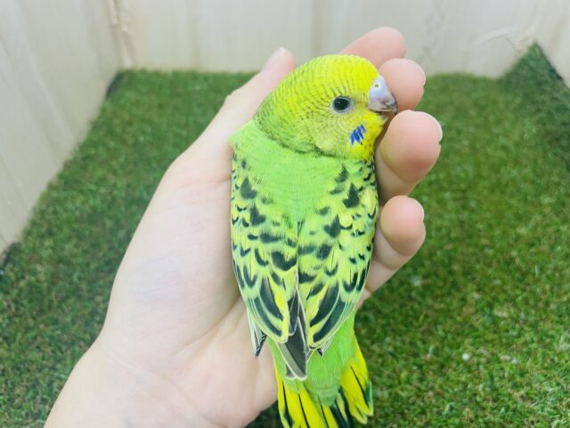 セキセイインコ