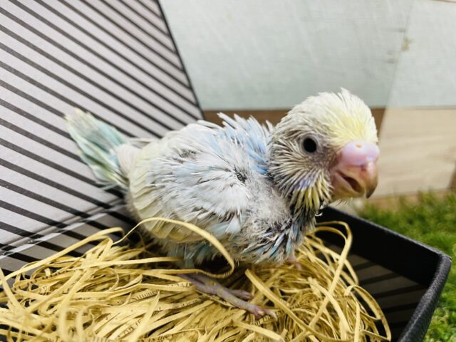 セキセイインコ