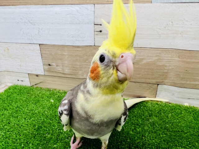 オカメインコ