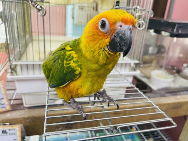 コガネメキシコインコ