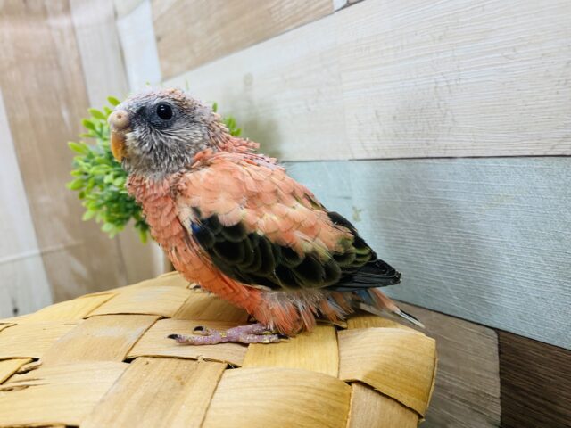 アキクサインコ（秋草インコ）