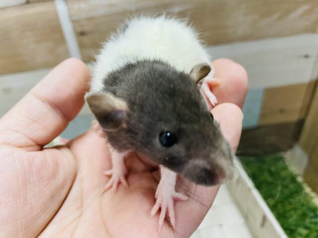 ファンシーラット