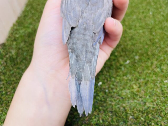 サザナミインコ