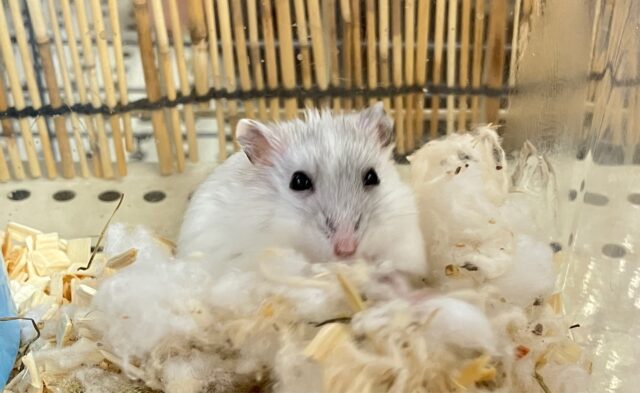 パールホワイトハムスター