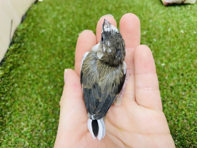 十姉妹（ジュウシマツ）