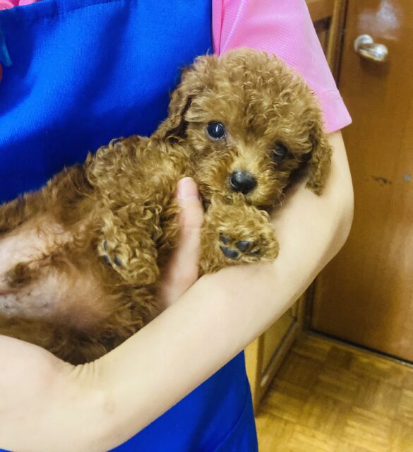 トイプードル