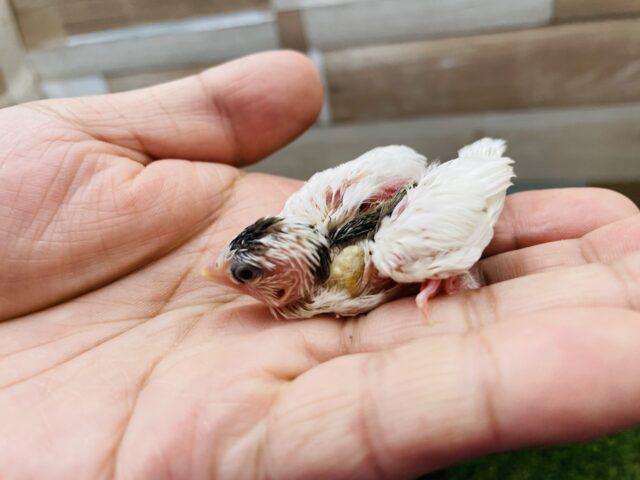 十姉妹（ジュウシマツ）