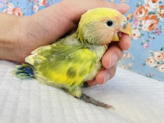 コザクラインコ（小桜インコ）