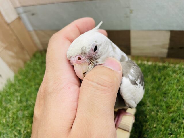 オカメインコ