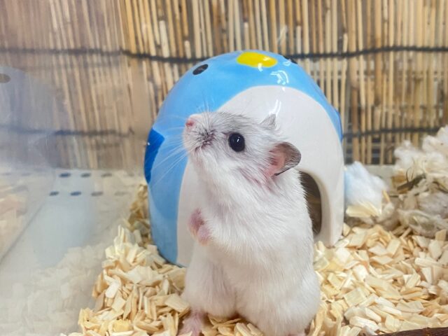 パールホワイトハムスター