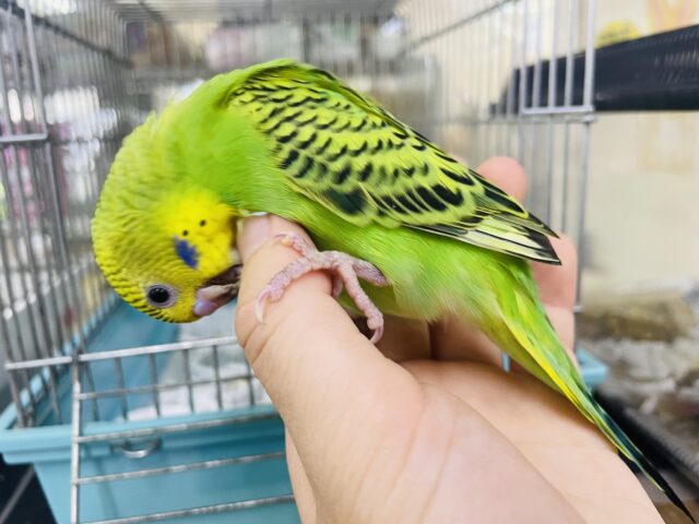 セキセイインコ