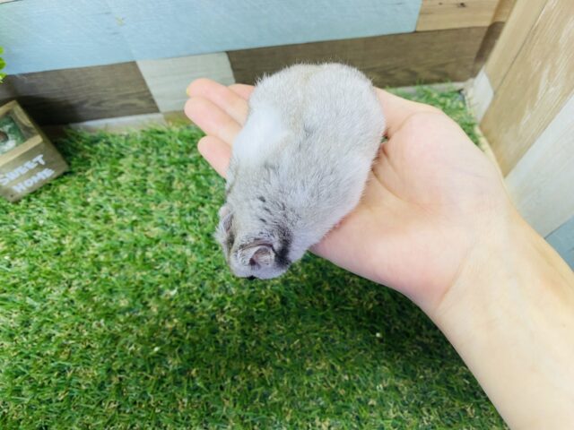 ゴールデンハムスター