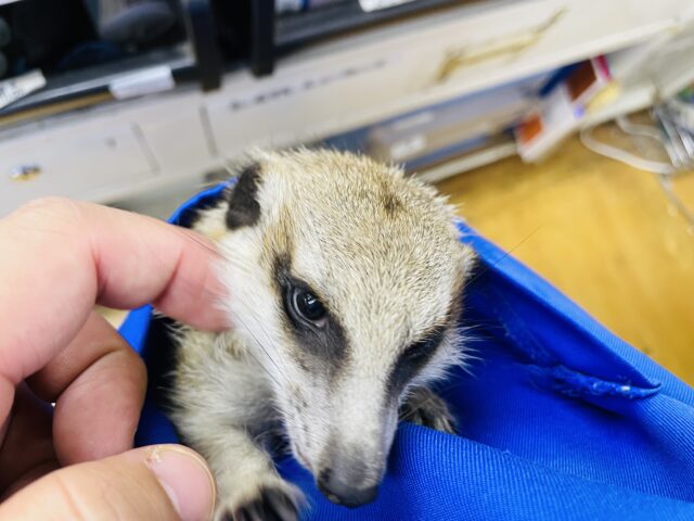 ミーアキャット