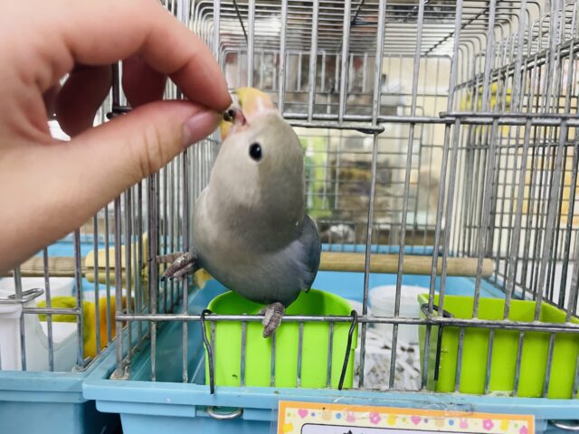 コザクラインコ（小桜インコ）