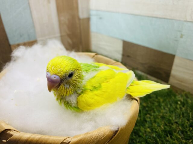 セキセイインコ