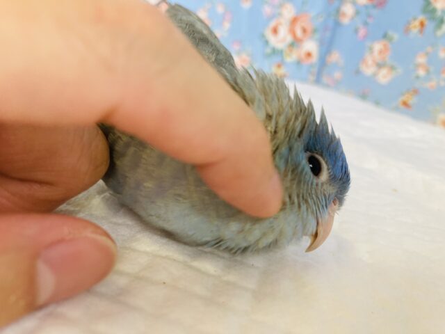 サザナミインコ