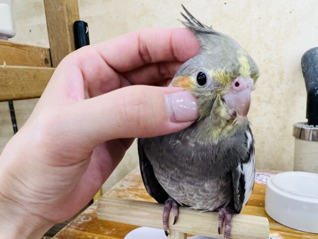 オカメインコ