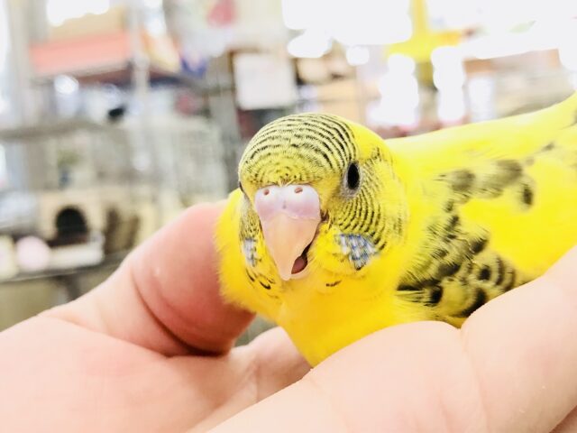 セキセイインコ