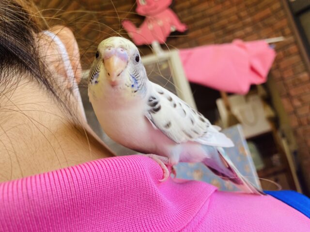 セキセイインコ