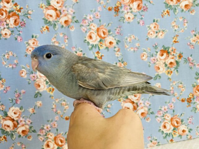 サザナミインコ