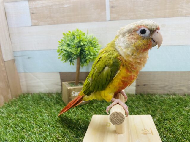 ホオミドリウロコインコ