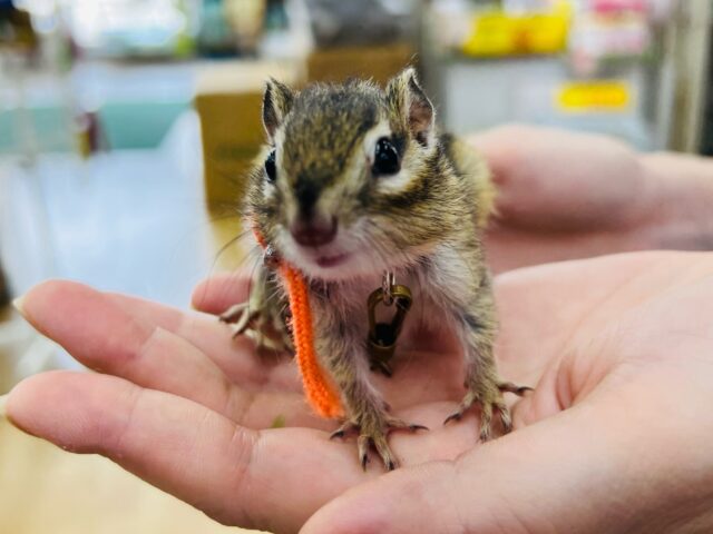 シマリス（ノーマル）