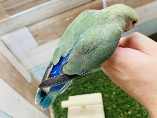 コザクラインコ（小桜インコ）