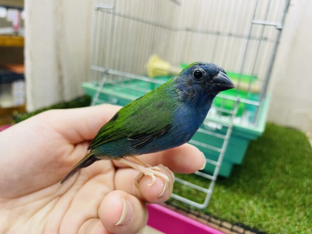 チモールセイコウチョウ