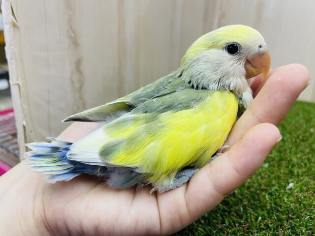 コザクラインコ（小桜インコ）
